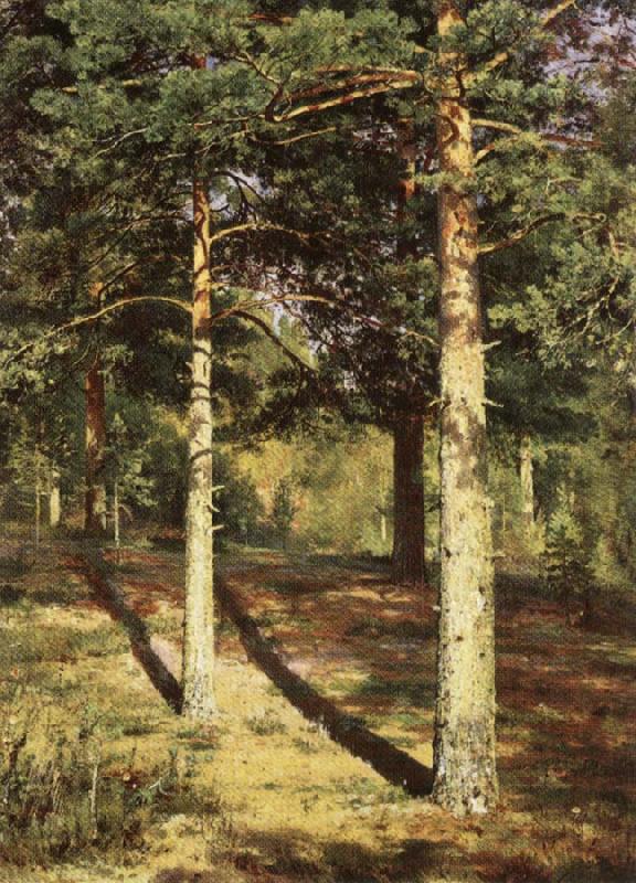 Ivan Shishkin Pine Wood Illuminated by the Sun oil painting picture